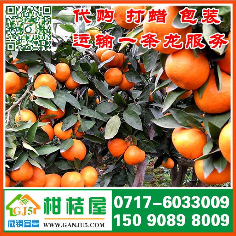 武昌大道早熟柑橘水果供应 鄂州市武昌大道早熟柑橘代收产地什么价格