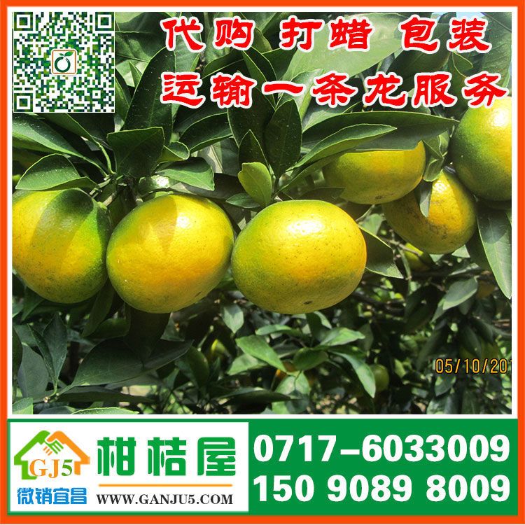 水果早熟柑橘水果市场 仙桃市水果早熟柑橘直销价格水果供应