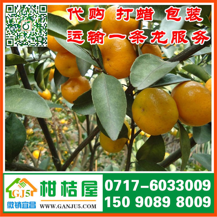 常青西路早熟蜜橘多少钱 莆田市常青西路早熟蜜橘销售产地产地价格