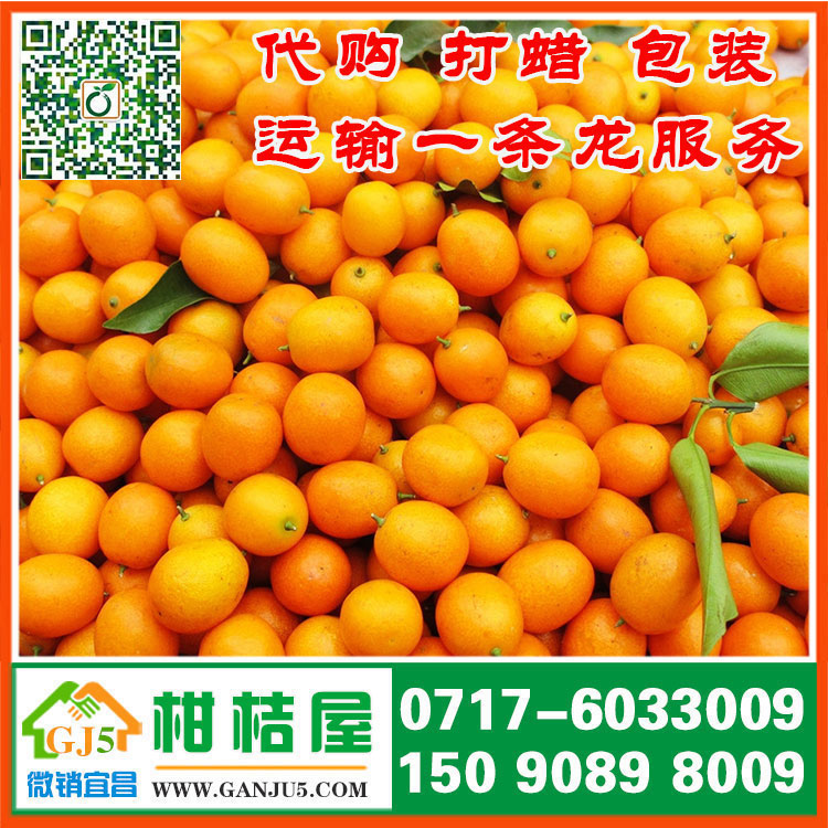 信州区早熟蜜橘市场行情 上饶市信州区早熟蜜橘销售产地水果供应