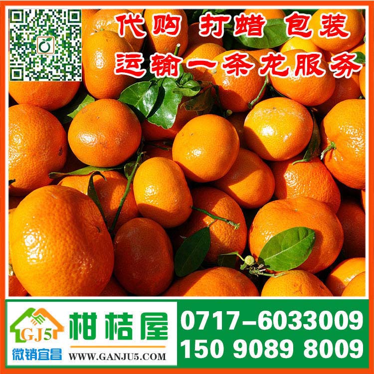 白云区早熟柑橘什么价格 贵阳市白云区早熟柑橘销售价格市场价格