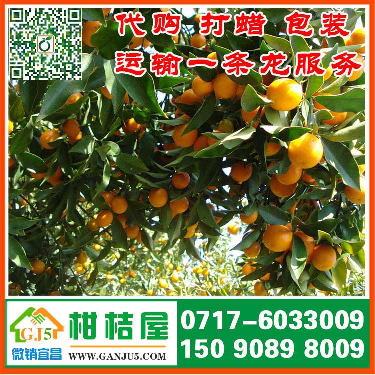 南北大市场中熟柑橘供应价格 赣州市南北大市场中熟柑橘直销价格产地价格