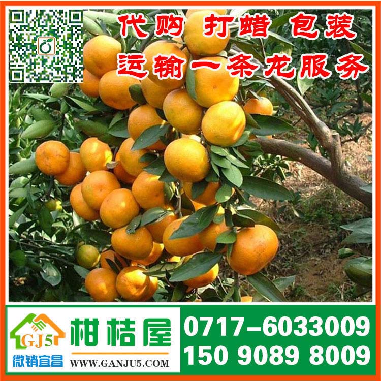 泰和县中熟柑桔那里便宜 吉安市泰和县中熟柑桔销售产地水果市场