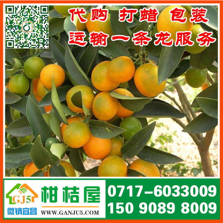 瓯海区中熟密橘水果市场 温州市瓯海区中熟密橘直销产地市场价格