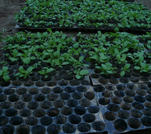 滨江苗宝宝蔬菜育苗盘适合多种蔬菜养殖