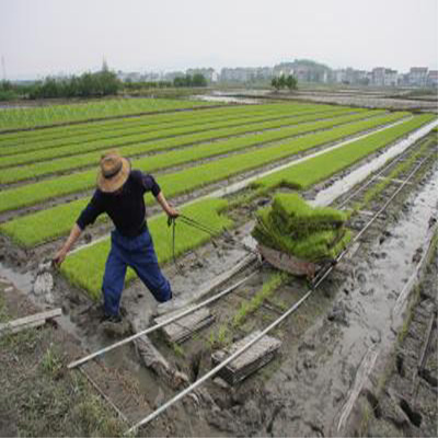 农田制造专家订制多种水稻摆栽秧盘价格九折