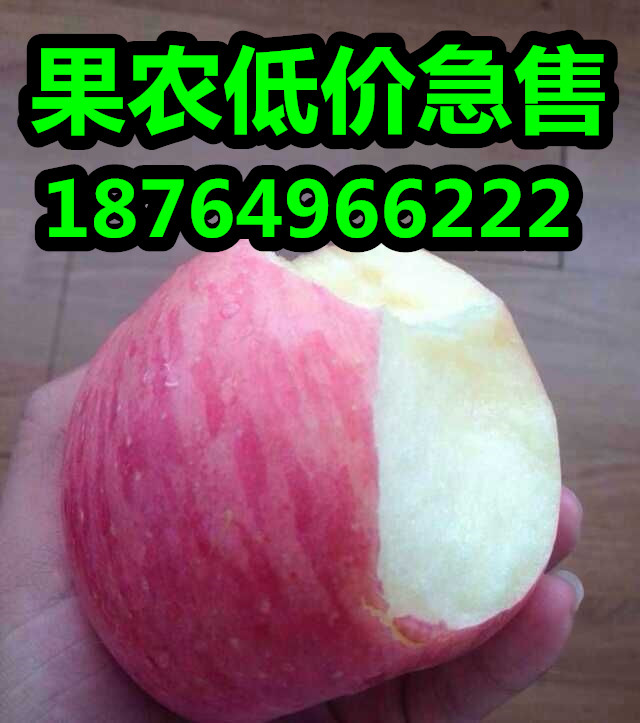 山东苹果价格