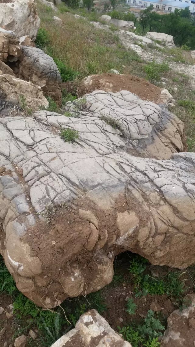 龟纹石